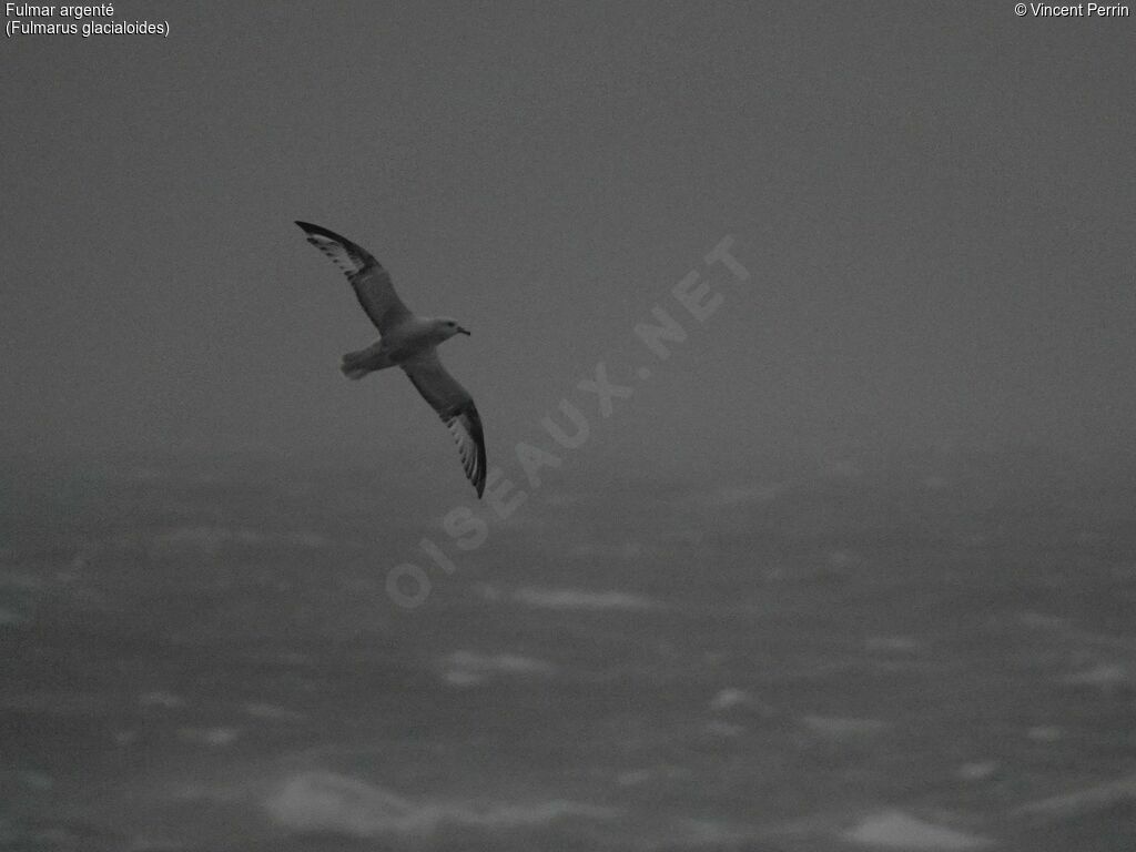 Southern Fulmar