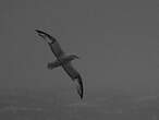 Fulmar argenté