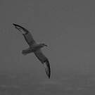 Fulmar argenté