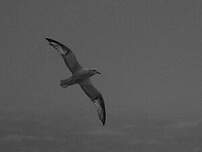 Fulmar argenté