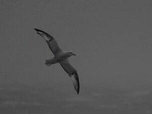 Fulmar argenté