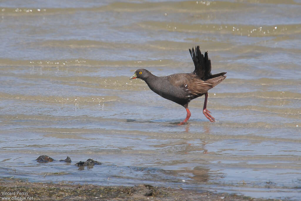 Gallinule aborigèneadulte, habitat