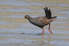 Gallinule aborigène