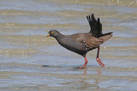 Black-tailed Nativehen