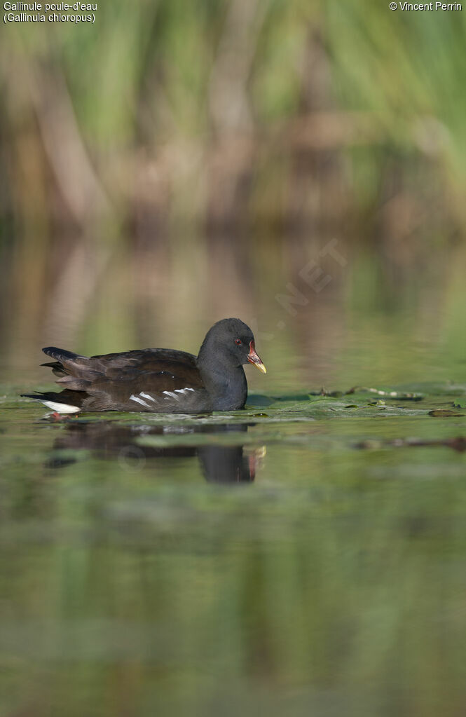 Gallinule poule-d'eauadulte