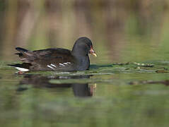 Gallinule poule-d'eau