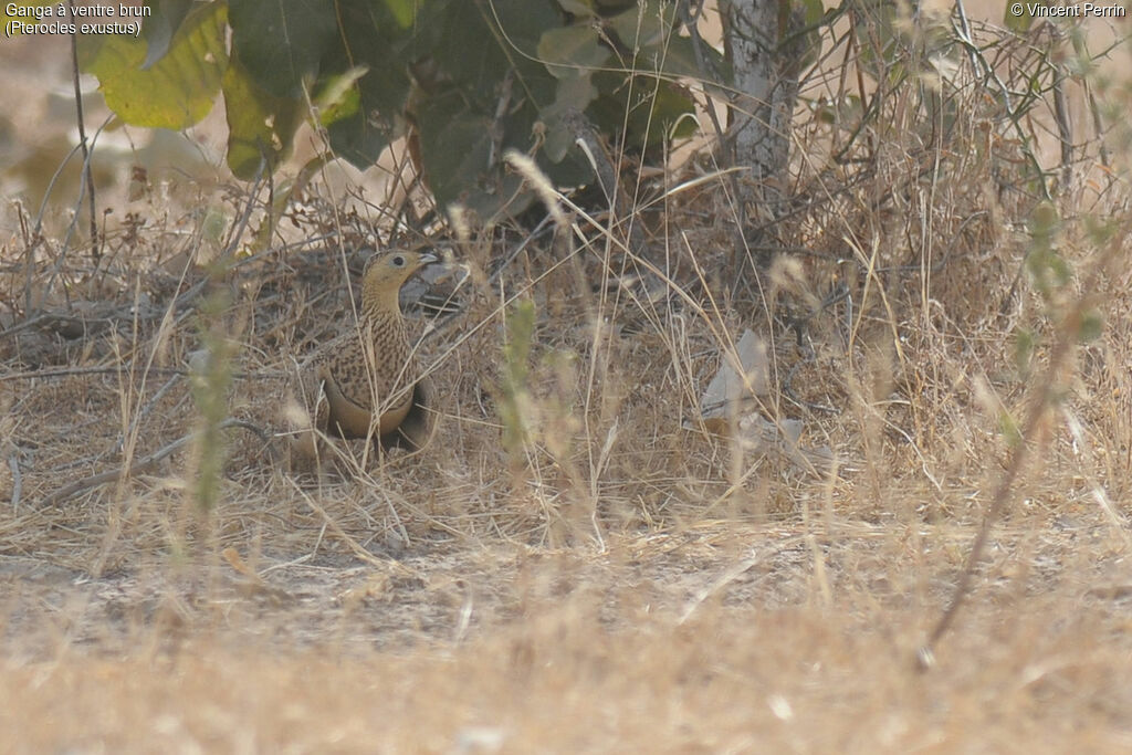 Chestnut-bellied Sandgrouse female