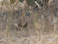 Chestnut-bellied Sandgrouse