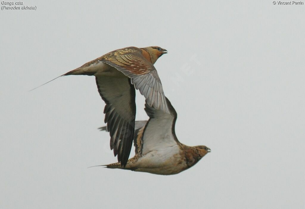 Pin-tailed Sandgrouse