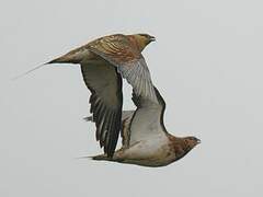 Pin-tailed Sandgrouse