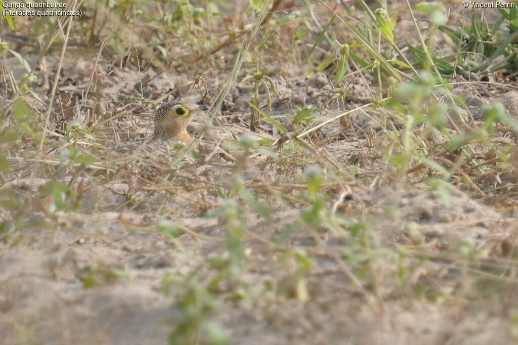 Four-banded Sandgrouse, identification, camouflage