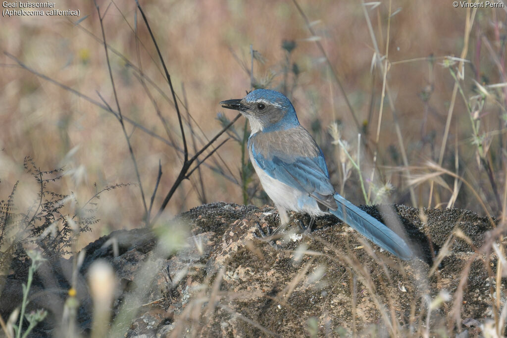 California Scrub Jay