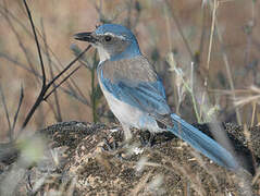 California Scrub Jay