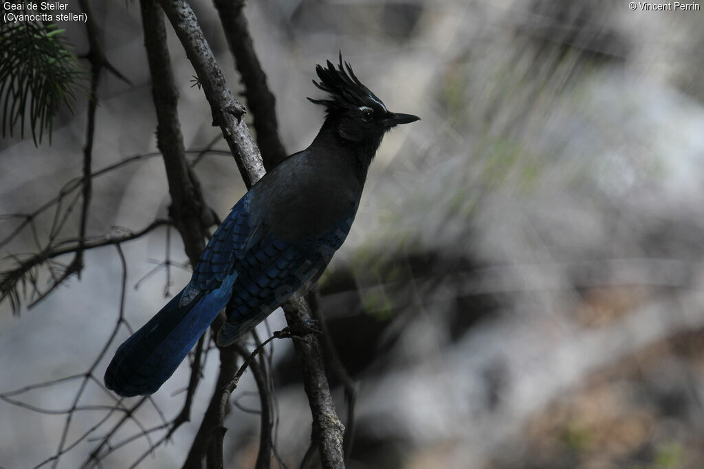 Steller's Jay