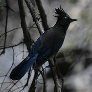 Steller's Jay