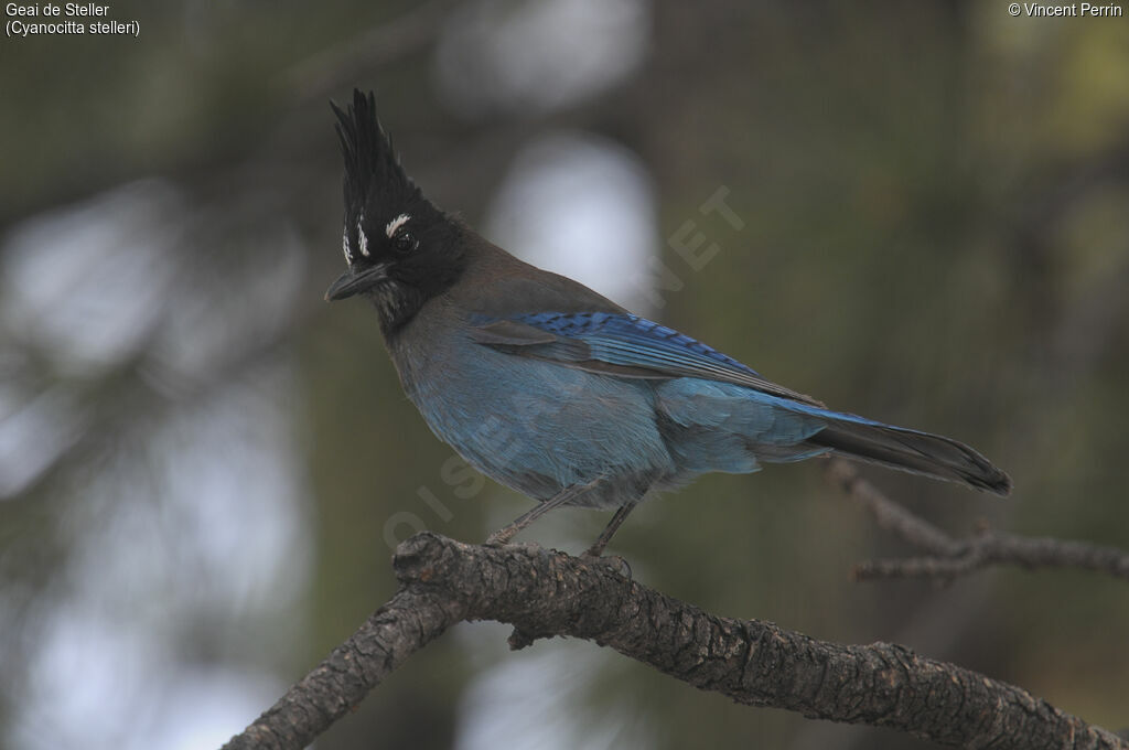 Steller's Jayadult