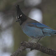 Steller's Jay