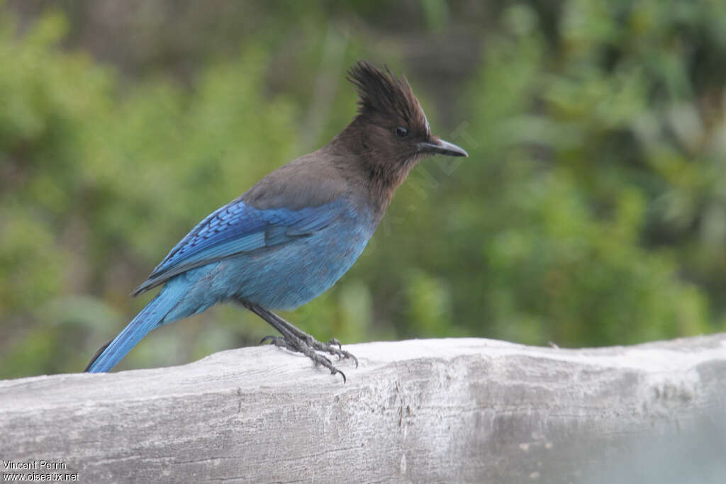 Steller's Jayadult, identification