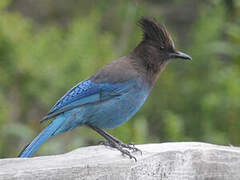 Steller's Jay