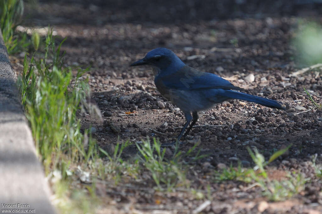 Woodhouse's Scrub Jayadult