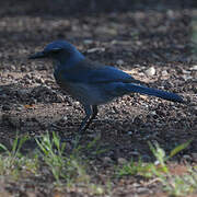 Woodhouse's Scrub Jay