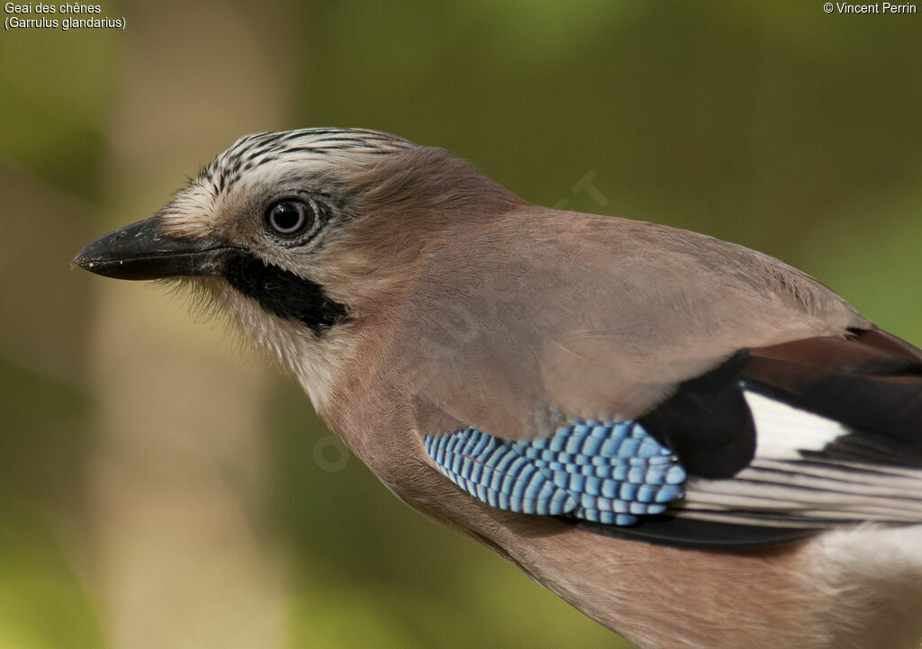 Eurasian Jay