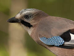 Eurasian Jay