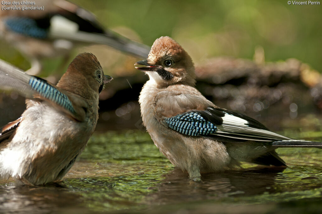 Eurasian Jay