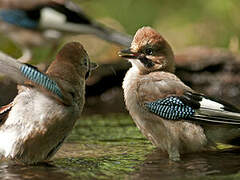 Eurasian Jay