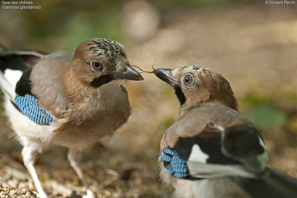 Eurasian Jay