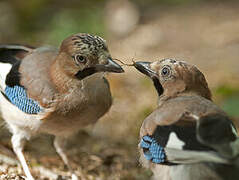 Eurasian Jay