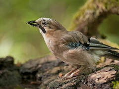 Eurasian Jay