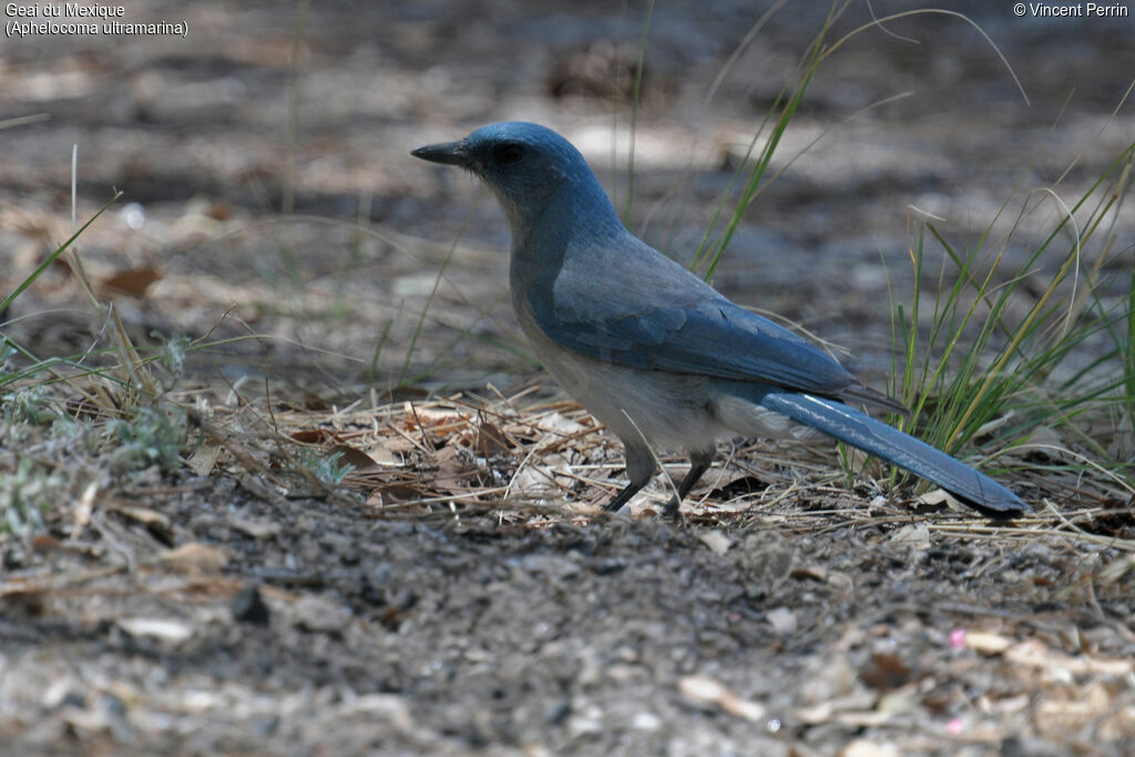 Transvolcanic Jayadult