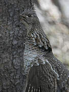 Ruffed Grouse