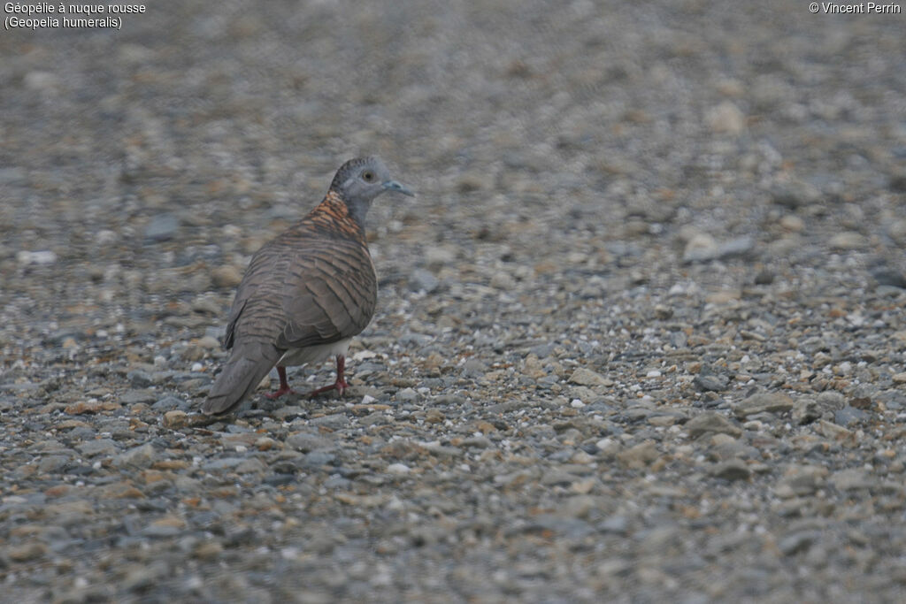 Bar-shouldered Dove