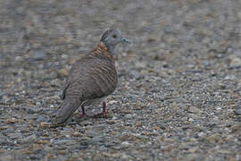 Bar-shouldered Dove