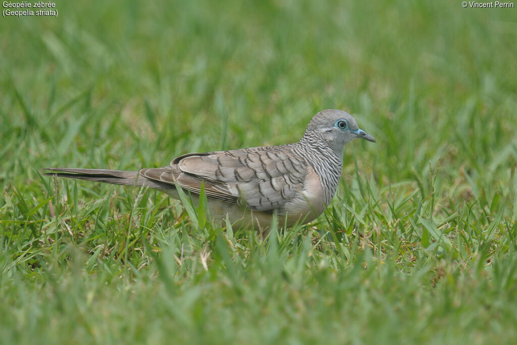 Zebra Dove