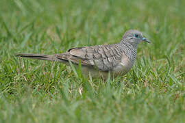 Zebra Dove