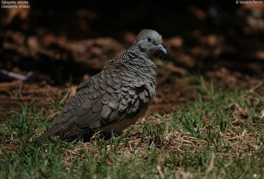 Zebra Dove