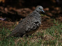 Zebra Dove