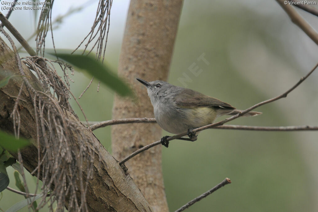 Fan-tailed Gerygone