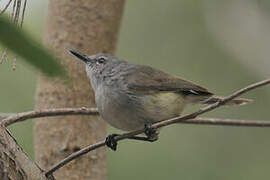 Fan-tailed Gerygone