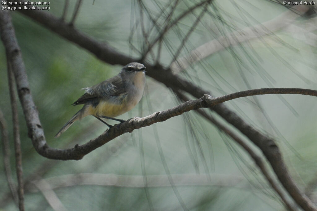 Fan-tailed Gerygoneadult