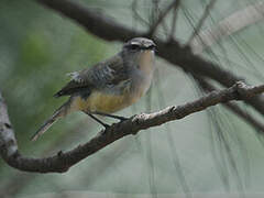 Fan-tailed Gerygone