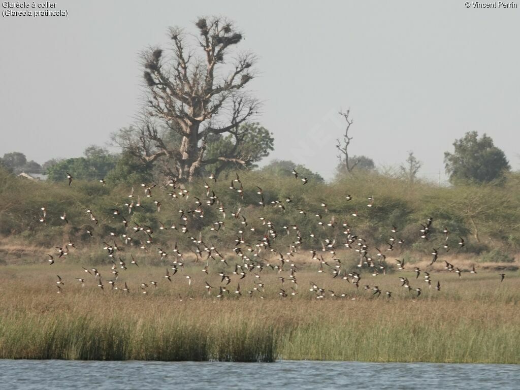 Collared Pratincole