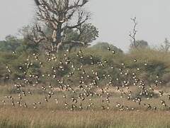 Collared Pratincole