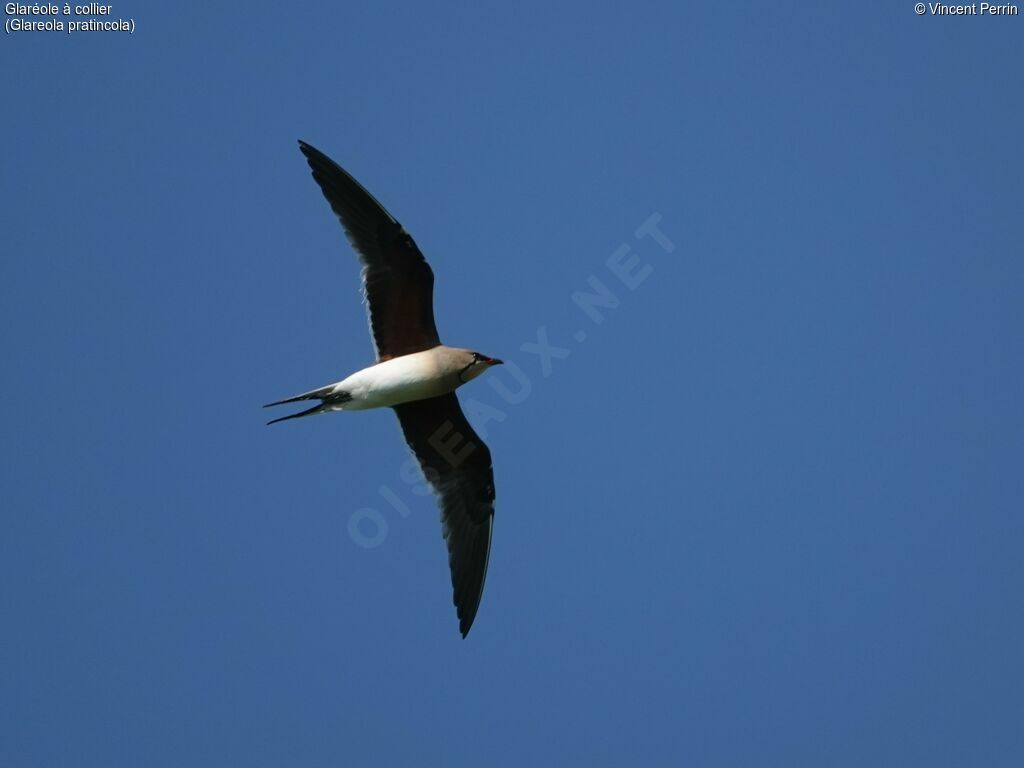 Collared Pratincoleadult