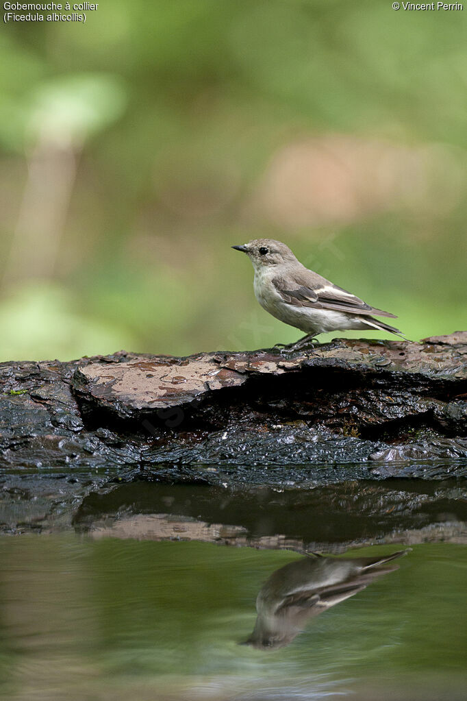 Collared Flycatcher female adult