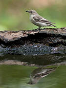 Collared Flycatcher