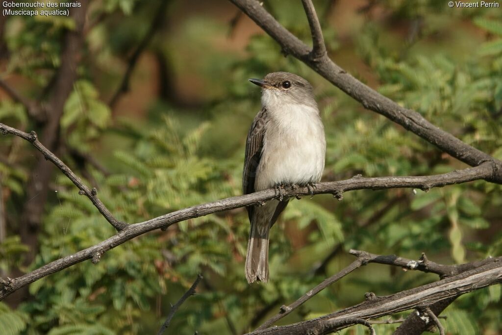 Swamp Flycatcher